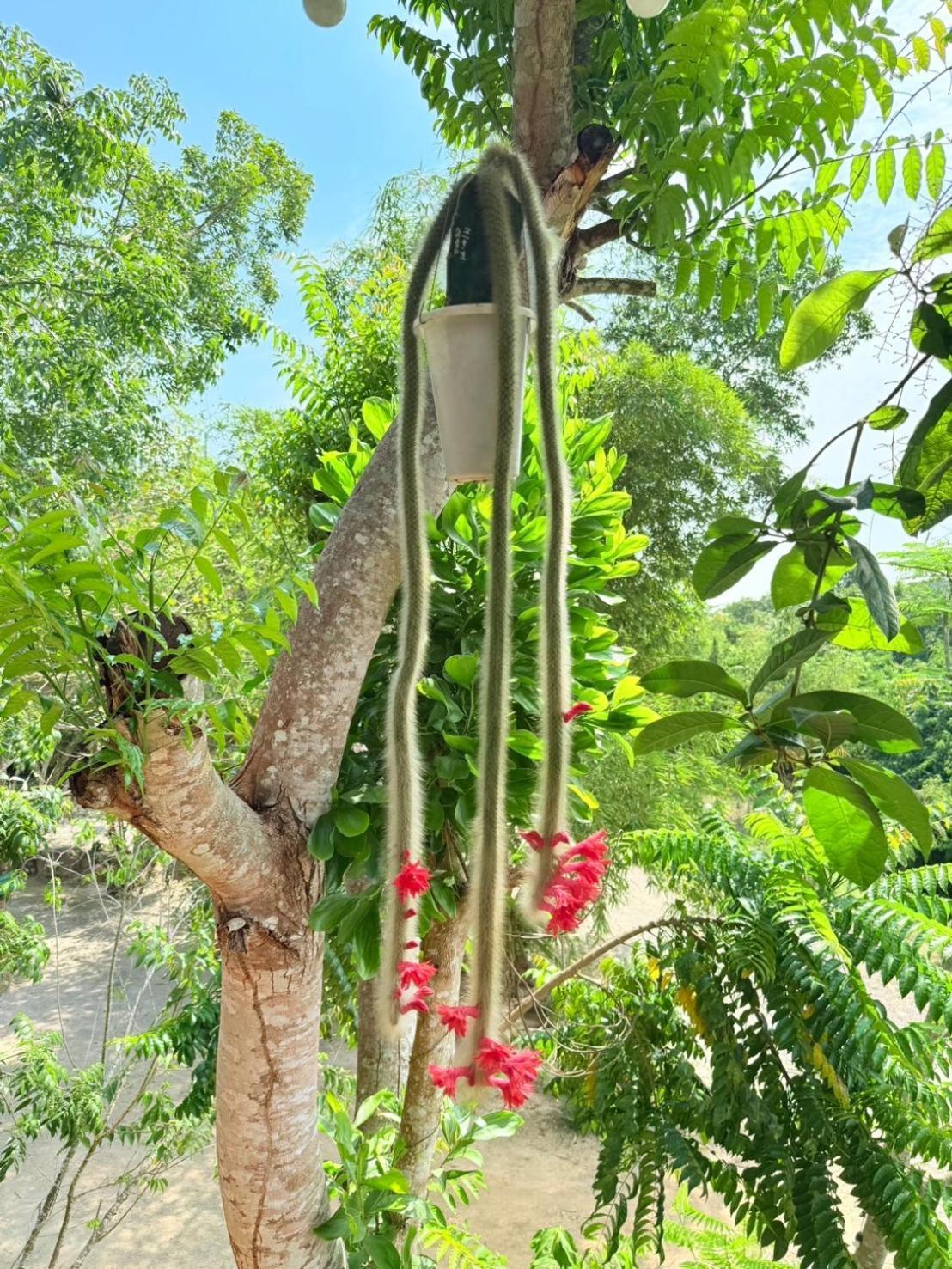 Baan Suan Hill Resort Ban Tha Khun Esterno foto